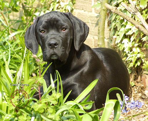 Cane Corso 8R063D-18.JPG